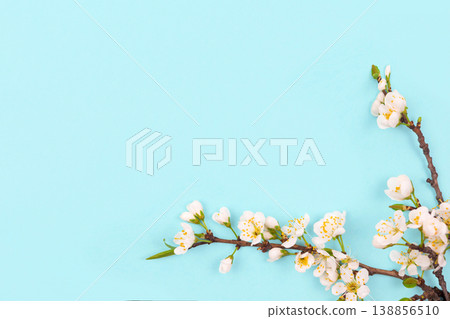 White Cherry Blossom Branch Displayed on a Light Blue Background With Small Flowers and Green Buds Visible White Cherry Blossom Branch Displayed on a Light Blue Background With Small Flowers and Green Buds Visible 138856510