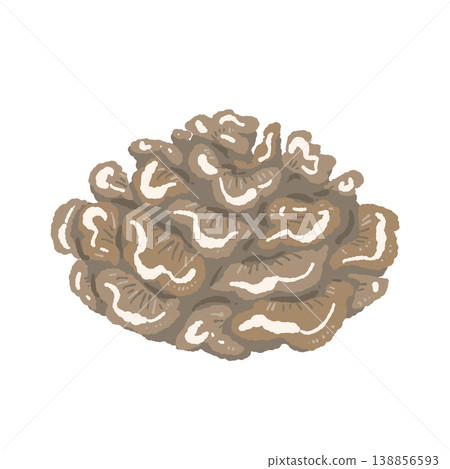 舞茸（整朵，俯視圖） 138856593