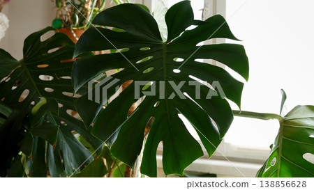 Home plant care scene with large monstera leaves prepared for rehabilitation and maintenance Home plant care scene with large monstera leaves prepared for rehabilitation and maintenance 138856628