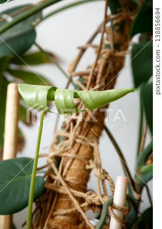 New monstera leaf with fresh green color and natural texture. Caring for houseplants 138856694