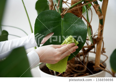 Woman wiping monstera leaf to clean and maintain plant care Woman wiping monstera leaf to clean and maintain plant care 138856698
