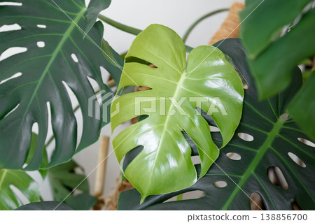 New light green monstera leaf among older leaves, showing natural growth and healthy houseplant care New light green monstera leaf among older leaves, showing natural growth and healthy houseplant care 138856700