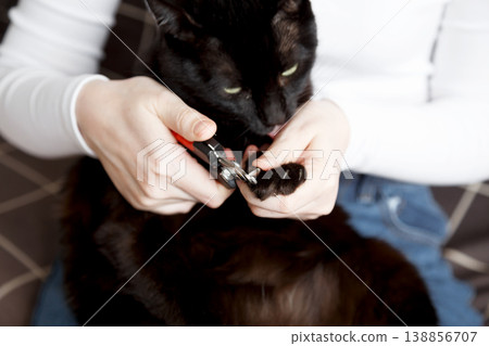 Black cat having its claws trimmed as part of pet grooming routine Black cat having its claws trimmed as part of pet grooming routine 138856707