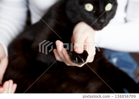 Black cat claw trimming prevents scratches protects furniture supports health Black cat claw trimming prevents scratches protects furniture supports health 138856709