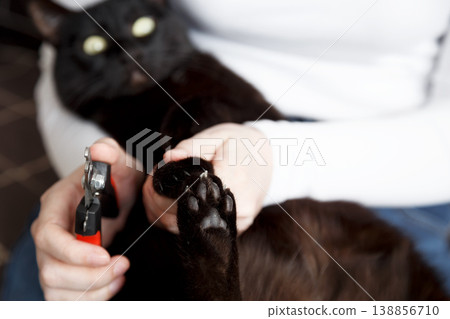 Black cat claw trimming prevents scratches protects furniture supports health Black cat claw trimming prevents scratches protects furniture supports health 138856710