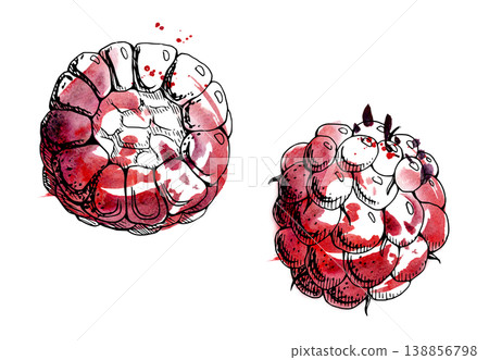 Raspberry, cloudberry berry, sweet ripe summer fruit. Single object isolated illustration hand drawn in ink line, watercolor splash. Seasonal marketing, pastry recipe graphics, farmers market stall. Raspberry, cloudberry berry, sweet ripe summer fruit. Single object isolated illustration hand drawn in ink line, watercolor splash. Seasonal marketing, pastry recipe graphics, farmers market stall. 138856798