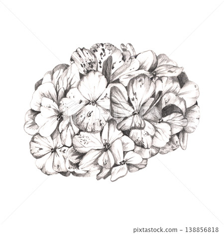 Hydrangea, viburnum flower hand drawn in pencil, details and shading. Rhododendron, spirea botanical illustration. Wedding invitations, save the date cards, bridal shower stationery, floral branding. Hydrangea, viburnum flower hand drawn in pencil, details and shading. Rhododendron, spirea botanical illustration. Wedding invitations, save the date cards, bridal shower stationery, floral branding. 138856818