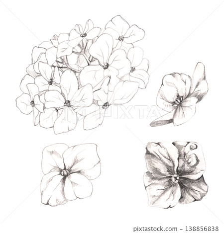 Hydrangea, rhododendron bloom, spirea inflorescence head, isolated flowers. Hand drawn botanical illustration in pencil. Wedding stationery design, anniversary cards, floral logos, romantic packaging Hydrangea, rhododendron bloom, spirea inflorescence head, isolated flowers. Hand drawn botanical illustration in pencil. Wedding stationery design, anniversary cards, floral logos, romantic packaging 138856838
