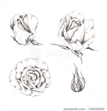 Romantic rose, lisianthus or ranunculus flower head, gardenia buds. Botanical illustration hand drawn in pencil. Valentine cards, anniversary stationery, wedding invitations, florist shop branding. Romantic rose, lisianthus or ranunculus flower head, gardenia buds. Botanical illustration hand drawn in pencil. Valentine cards, anniversary stationery, wedding invitations, florist shop branding. 138856850