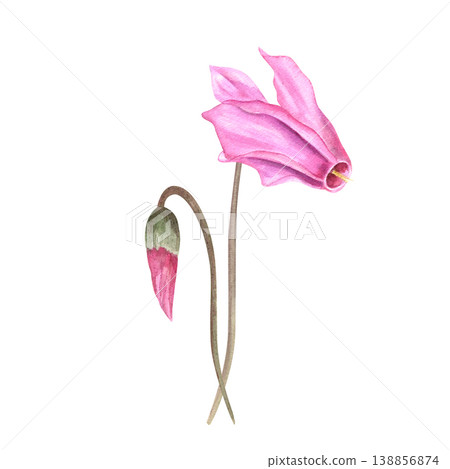 Pink cyclamen flower and bud watercolor illustration on isolated background. Spring wildflower bouquet, botanical floral element for greeting card invitation, bridal shower stationery 138856874
