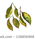Green lemon leaves. Set of hand-drawn watercolor elements isolated on a white background. 138856908
