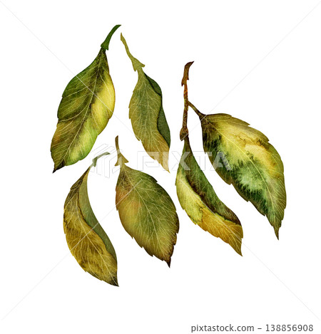Green lemon leaves. Set of hand-drawn watercolor elements isolated on a white background. Green lemon leaves. Set of hand-drawn watercolor elements isolated on a white background. 138856908