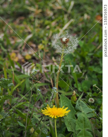  蒲公英 138856973