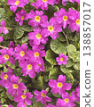 Raindrops and pink flowers 138857017
