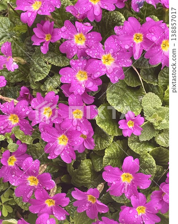 Raindrops and pink flowers Raindrops and pink flowers 138857017
