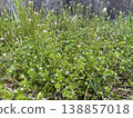 Wildflowers blooming in the spring field 138857018
