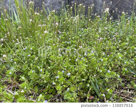 Wildflowers blooming in the spring field 138857018