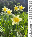 Narcissus 138857019
