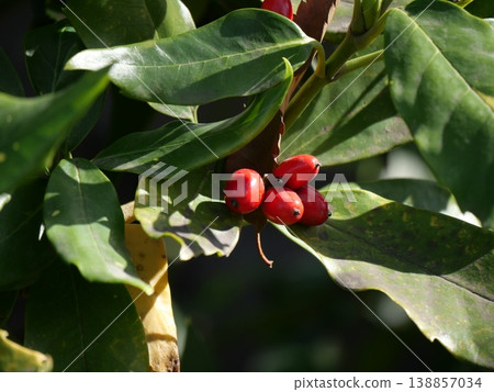 Red berries of Aoki 138857034