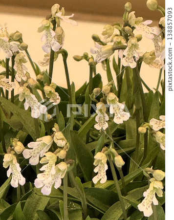 沖繩千鳥花 138857093