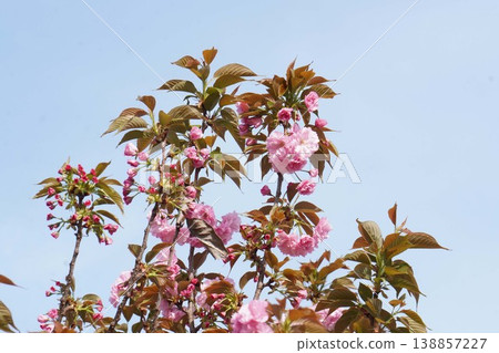 重瓣櫻花 - 2026年4月 138857227