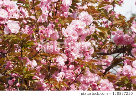 Double-flowered cherry blossoms - April 2026 138857230