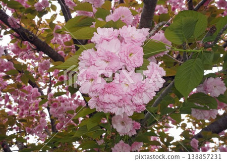 重瓣櫻花 - 2026年4月 重瓣櫻花 - 2026年4月 138857231
