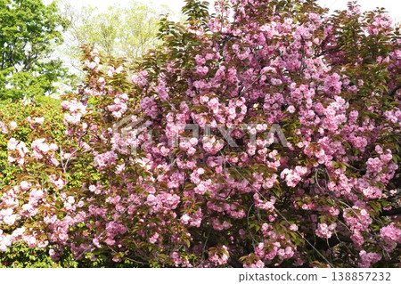 Double-flowered cherry blossoms - April 2026 Double-flowered cherry blossoms - April 2026 138857232