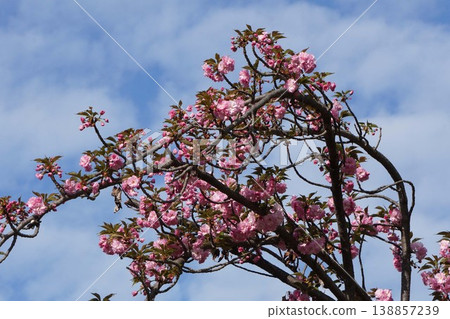 Double-flowered cherry blossoms - April 2026 Double-flowered cherry blossoms - April 2026 138857239