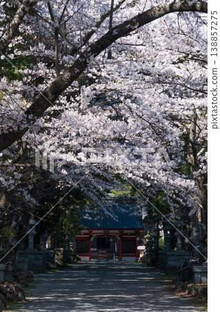 Cherry blossom trees lining the approach to Fuji Omuro Sengen Shrine. Cherry blossom trees lining the approach to Fuji Omuro Sengen Shrine. 138857275