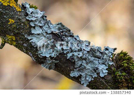 Lichen growth on a tree branch showcasing Parmelia Hypogymnia and Physcia species in a natural forest environment Lichen growth on a tree branch showcasing Parmelia Hypogymnia and Physcia species in a natural forest environment 138857340