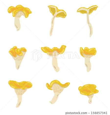 手繪雞油菌變種插畫素材 138857341