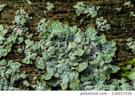 Physical characteristics of Physcia aipolia and Physcia stellaris on tree bark in a forest setting during early autumn Physical characteristics of Physcia aipolia and Physcia stellaris on tree bark in a forest setting during early autumn 138857356