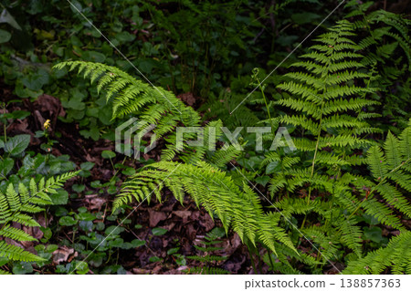 Male fern Dryopteris filix-mas displaying lush green fronds in a shaded forest environment during springtime growth 138857363