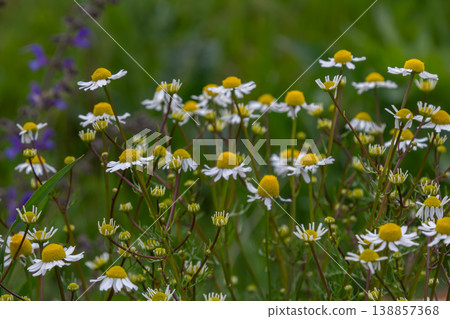 Wild chamomile flowers bloom abundantly among green grass in a sunny meadow on a warm spring day near a woodland area Wild chamomile flowers bloom abundantly among green grass in a sunny meadow on a warm spring day near a woodland area 138857368