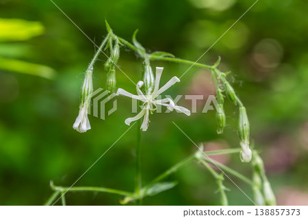 Silene nutans showcases delicate white flowers in a lush green environment during the blooming season of early summer 138857373