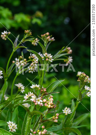 White Swallow-wort Vincetoxicum hirundinaria blossoms in a lush green environment during early summer in a natural setting White Swallow-wort Vincetoxicum hirundinaria blossoms in a lush green environment during early summer in a natural setting 138857380