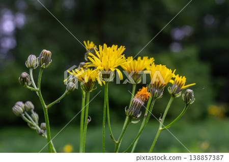 Bright yellow flowers of Crepis biennis bloom in a lush green meadow during spring showcasing nature's vibrant beauty and biodiversity 138857387