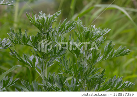 Wormwood Artemisia absinthium showcasing aromatic silvery leaves in a lush green environment during daytime Wormwood Artemisia absinthium showcasing aromatic silvery leaves in a lush green environment during daytime 138857389