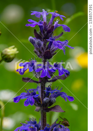 Common Bugle flower blooming in a vibrant green meadow during spring showcasing rich purple petals against a blurred background Common Bugle flower blooming in a vibrant green meadow during spring showcasing rich purple petals against a blurred background 138857391