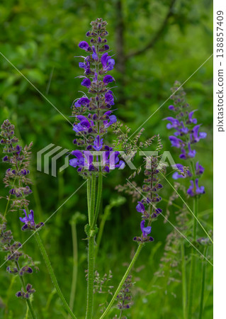 Vibrant blooms of Salvia pratensis in lush meadow habitat during a tranquil spring afternoon Vibrant blooms of Salvia pratensis in lush meadow habitat during a tranquil spring afternoon 138857409