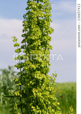 Clustered dock plants growing in a sunny field showcasing bright green foliage and flower spikes during springtime Clustered dock plants growing in a sunny field showcasing bright green foliage and flower spikes during springtime 138857413