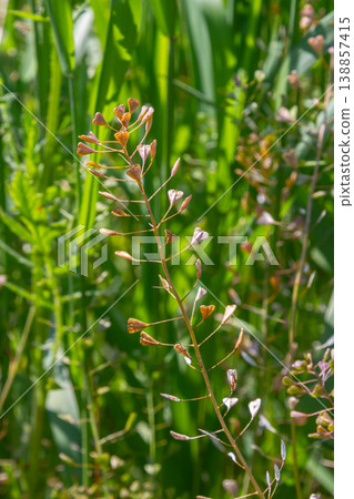 Shepherd's-purse Capsella bursa-pastoris thriving in a lush green field during a sunny afternoon in mid-spring Shepherd's-purse Capsella bursa-pastoris thriving in a lush green field during a sunny afternoon in mid-spring 138857415