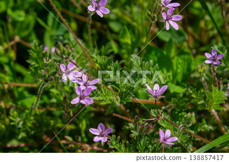Common Stork's-bill displays delicate purple flowers in a vibrant green habitat during springtime 138857417