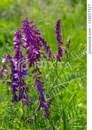 Vicia cracca blooms in a lush green meadow during late spring showcasing vibrant purple flowers surrounded by delicate foliage Vicia cracca blooms in a lush green meadow during late spring showcasing vibrant purple flowers surrounded by delicate foliage 138857427