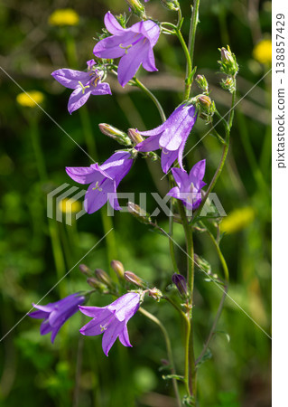 Spreading bellflower blooms in a vibrant green meadow during a sunny afternoon showcasing delicate purple petals against lush foliage Spreading bellflower blooms in a vibrant green meadow during a sunny afternoon showcasing delicate purple petals against lush foliage 138857429