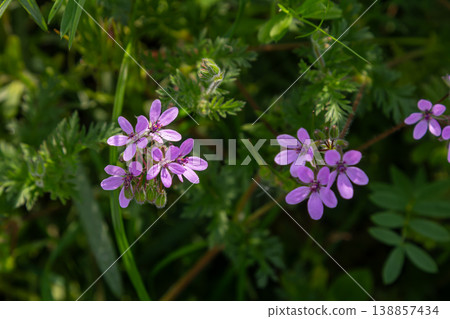 Delicate purple flowers of Erodium cicutarium blooming among green foliage in a sunny meadow during spring 138857434