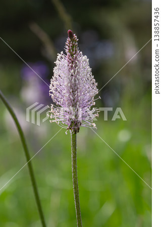 Hoary Plantain blooming in a lush green meadow during springtime displaying delicate purple flowers that attract various pollinators Hoary Plantain blooming in a lush green meadow during springtime displaying delicate purple flowers that attract various pollinators 138857436