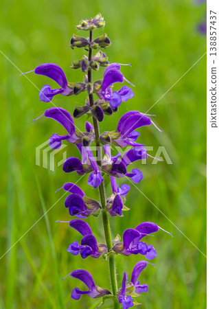 Meadow clary Salvia pratensis blooms vibrantly in a lush green field during spring showcasing striking purple flowers Meadow clary Salvia pratensis blooms vibrantly in a lush green field during spring showcasing striking purple flowers 138857437
