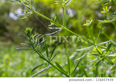 Galium aparine thriving in a lush green environment showcasing its delicate foliage and natural habitat on a sunny day Galium aparine thriving in a lush green environment showcasing its delicate foliage and natural habitat on a sunny day 138857439